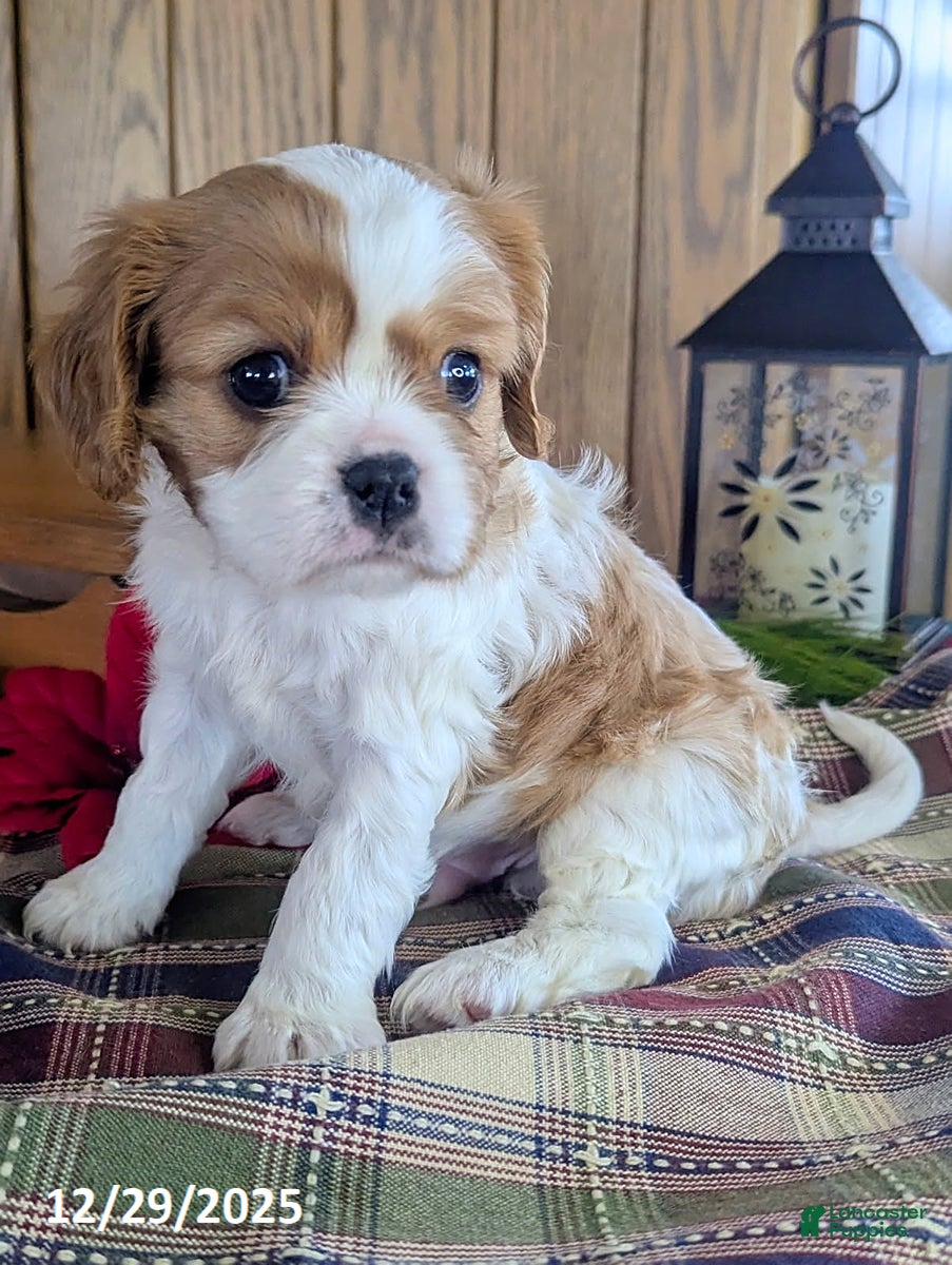 Cavalier King Charles Spaniel dogs Toby - Ad 33