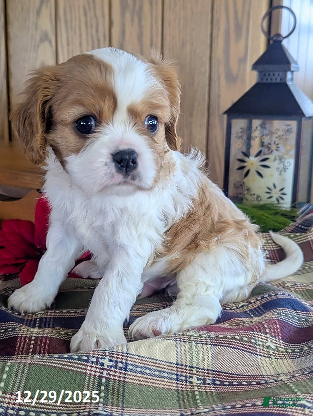 Cavalier King Charles Spaniel dogs for sale: Toby - Ad 1