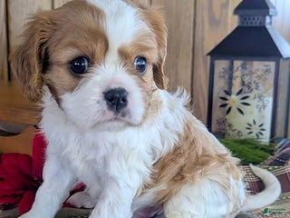 Cavalier King Charles Spaniel dogs Toby - Ad 33