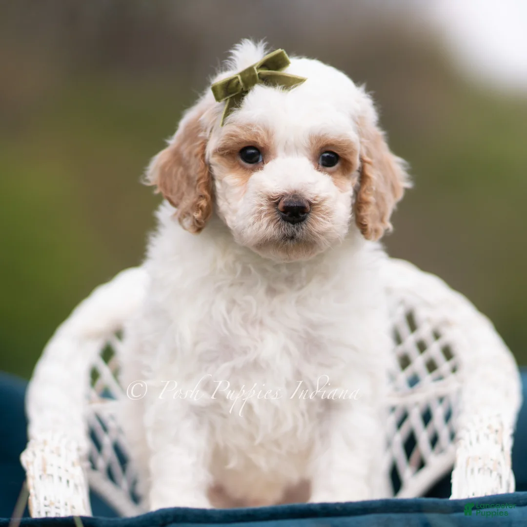 Maltipoo dogs for sale: Dash - Ad 1