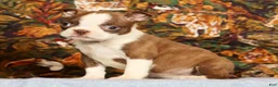 Boston Terrier dogs for sale: Pixie - Ad 6
