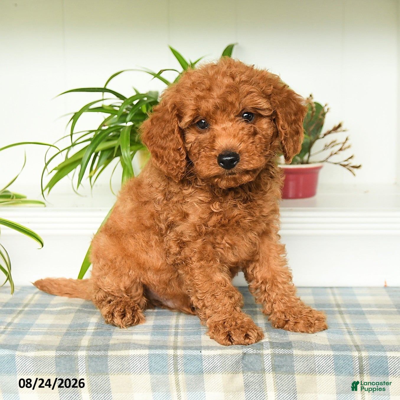Mini Goldendoodle dogs Tristan - Ad 1