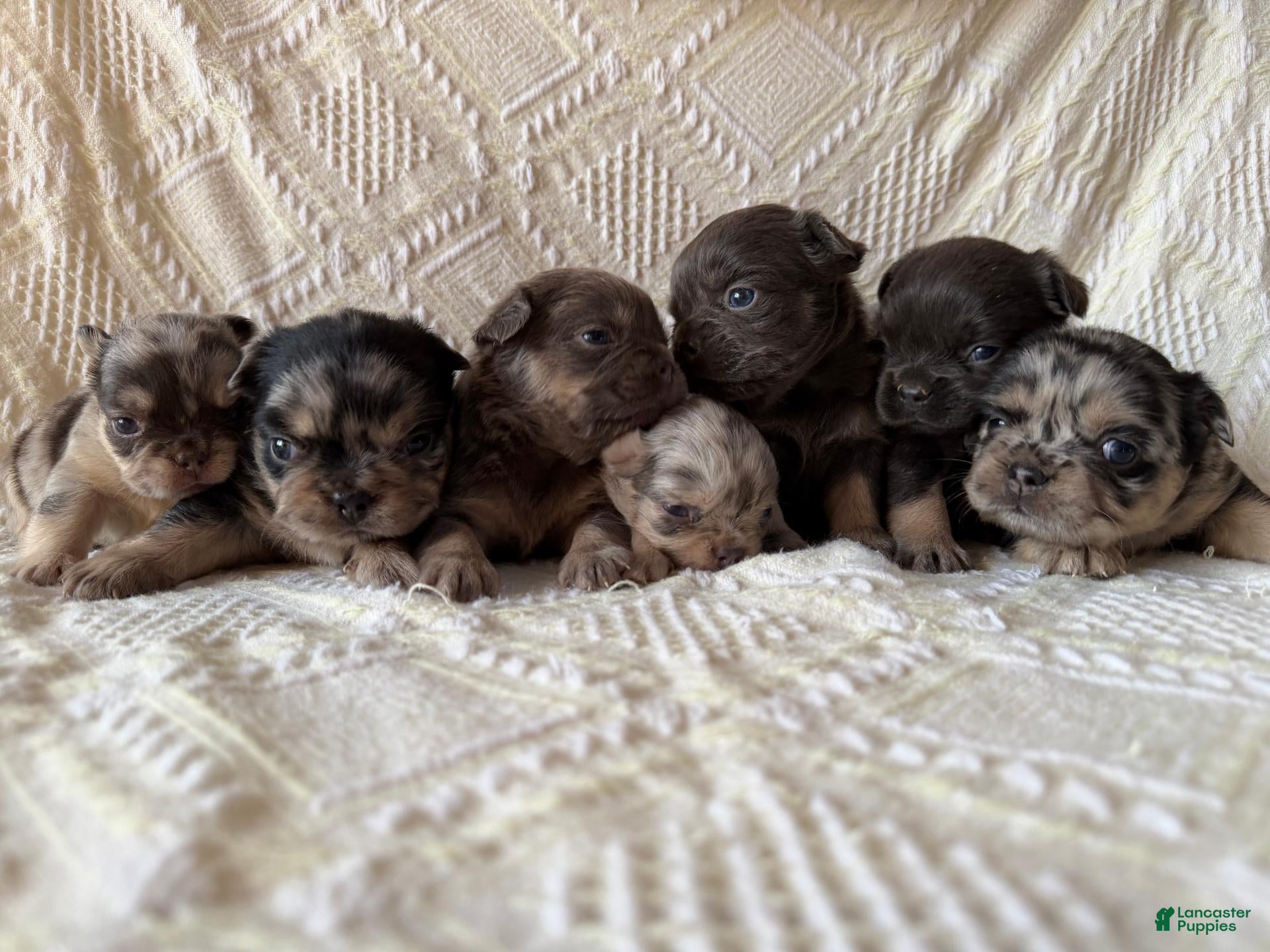 French Bulldog dogs French Bulldog 2 - Ad 2