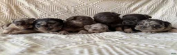 French Bulldog dogs for sale: French Bulldog 2 - Ad 2