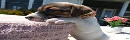 Jack Russell Terrier dogs for sale: Jack Russell Terrier Puppy 4 Snappy - Ad 4