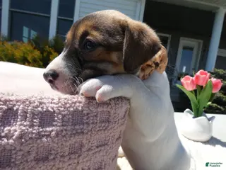 Jack Russell Terrier dogs Jack Russell Terrier Puppy 4 Snappy - Ad 17
