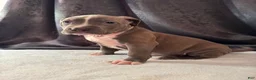 American Bully dogs for sale: American Bully Puppy 4 - Ad 3