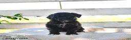Miniature Poodle dogs for sale: Belle - Ad 3