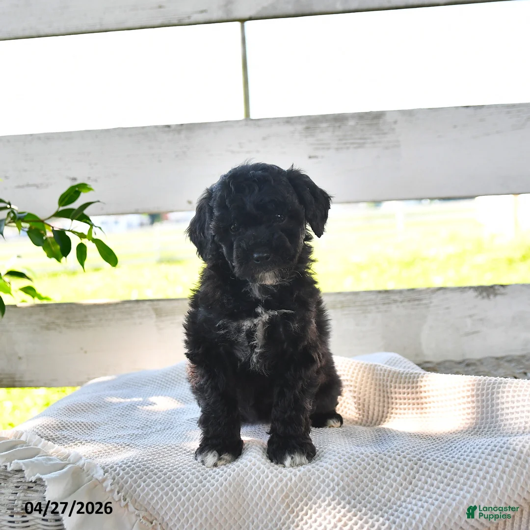 Miniature Poodle dogs for sale: Belle - Ad 3