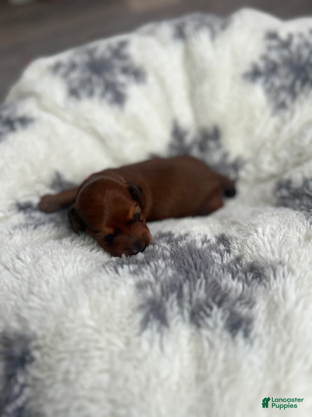 Miniature Dachshund dogs for sale: Lilly - Ad 4