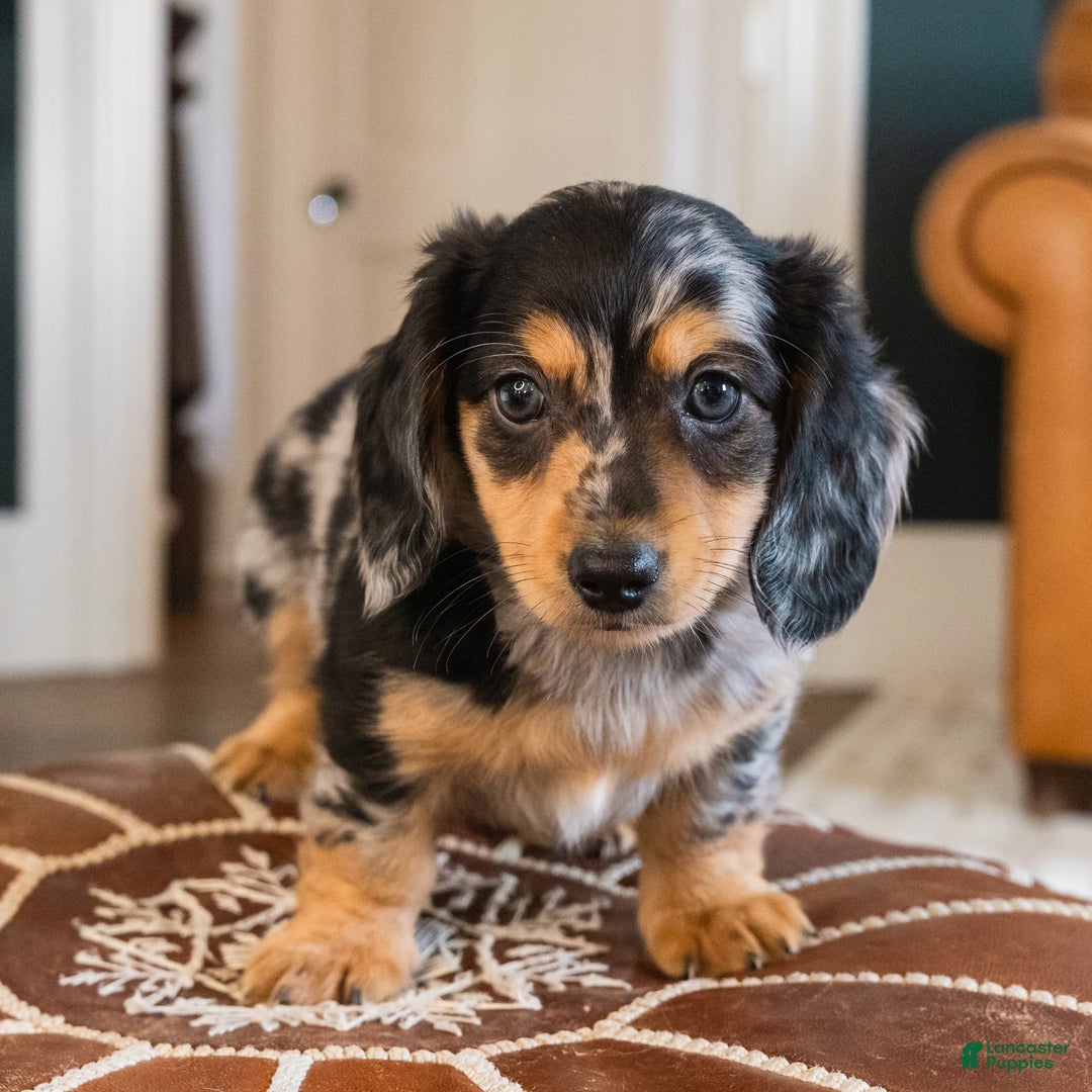 Dachshund dogs for sale: Dash - CHRISTMAS PUPPY! - Ad 2