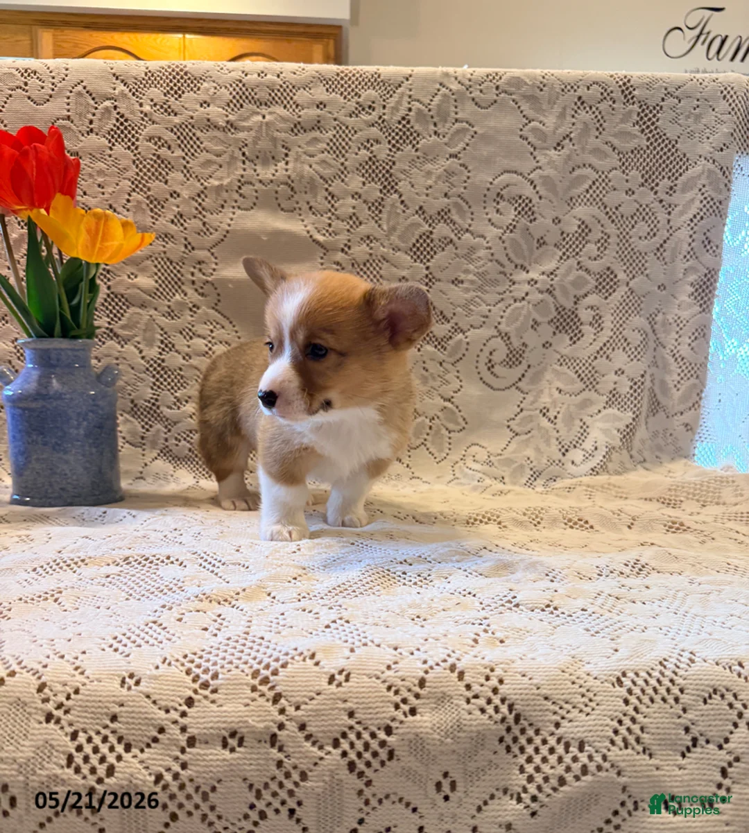 Welsh Corgi Pembroke dogs for sale: Happy - Ad 2