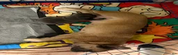 French Bulldog dogs for sale: French Bulldog Puppy Female - Ad 5