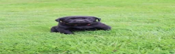 Labrador Retriever dogs for sale: Jasper - Ad 1