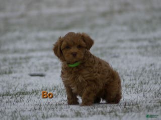 Maltipoo dogs Bo - Ad 6