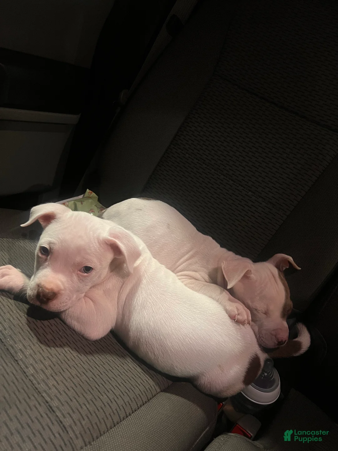 American Bully dogs for sale: Lindsey - Ad 2