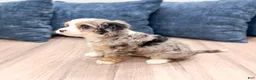 Cavapoo dogs for sale: Penny - Ad 5