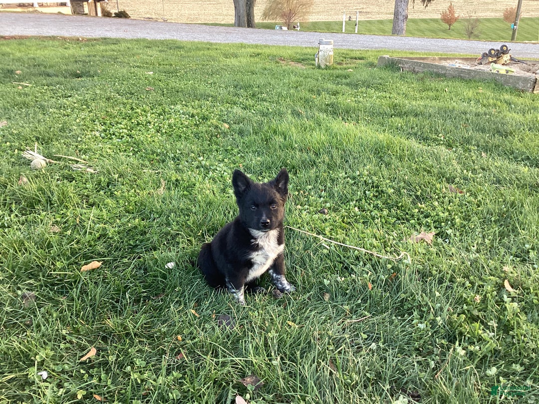 Mixed Breed dogs for sale: Albert - Ad 2