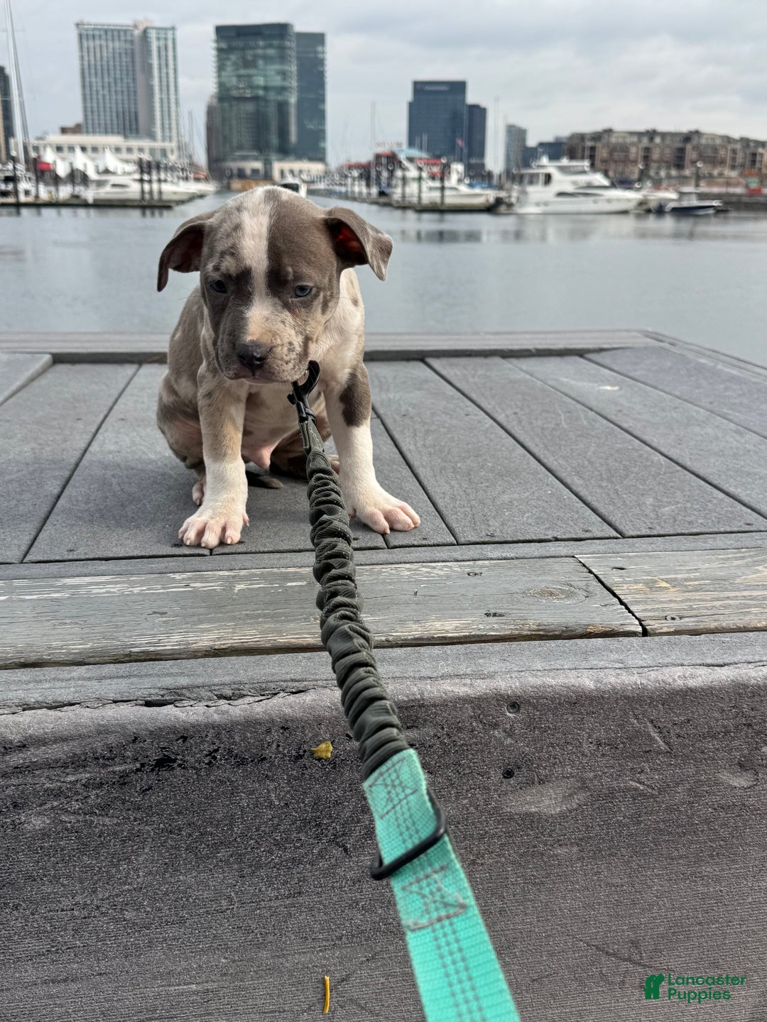 American Bully dogs for sale: Greyjoy  - Ad 15