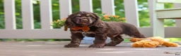 Cocker Spaniel dogs for sale: Mason - Ad 3