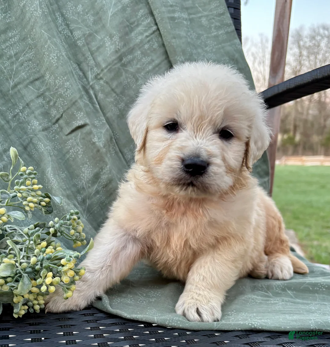 Golden Retriever dogs for sale: Ryder-English Creme - Ad 1