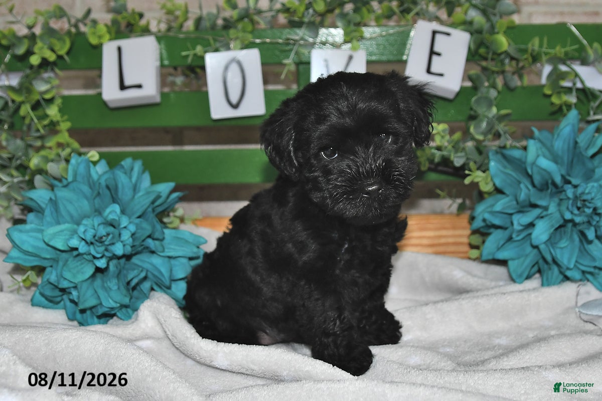 Yorkiepoo dogs Ike - Ad 2