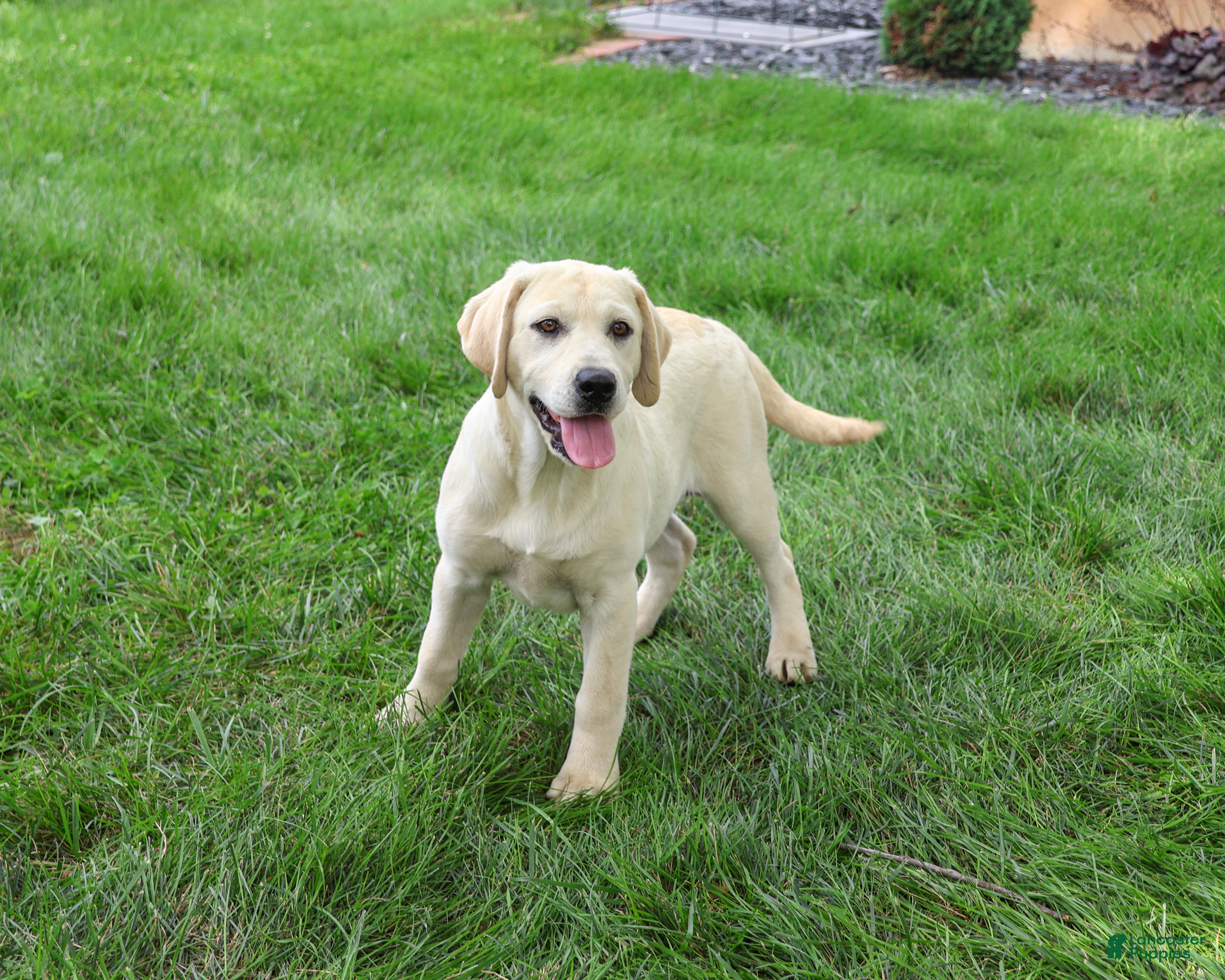 Labrador Retriever dogs Tinkerbell - Ad 1