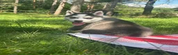 Siberian Husky dogs for sale: Bluey 🩵 - Ad 3