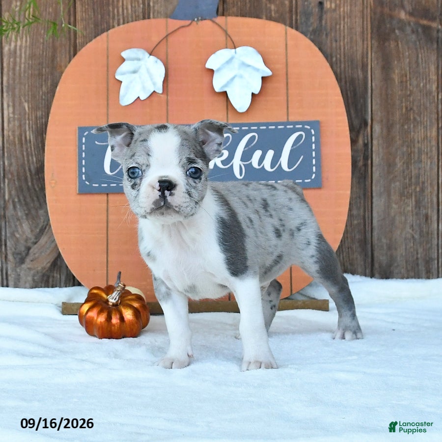 Boston Terrier dogs Auther - Ad 2