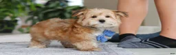 Morkie dogs for sale: Taylor - Ad 1