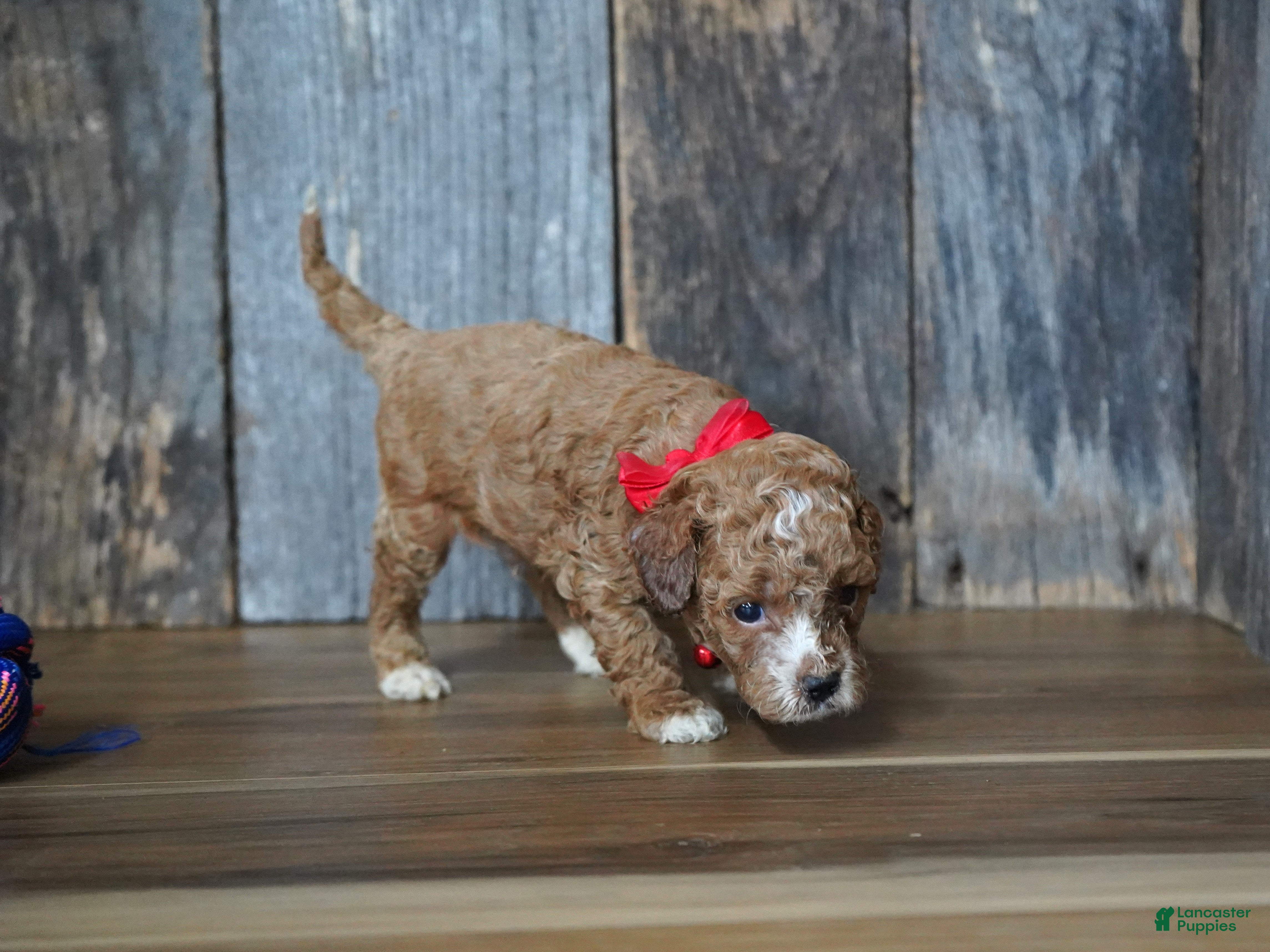 Cavapoo dogs Duke - Ad 2
