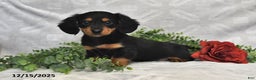 Dachshund dogs for sale: Carson - Ad 4
