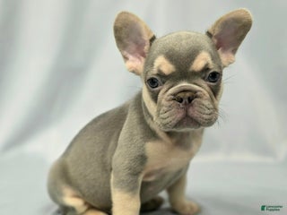 French Bulldog dogs - Ad 37