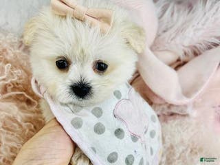 Mixed Breed dogs Mixed Breed Puppy 1 - Ad 3