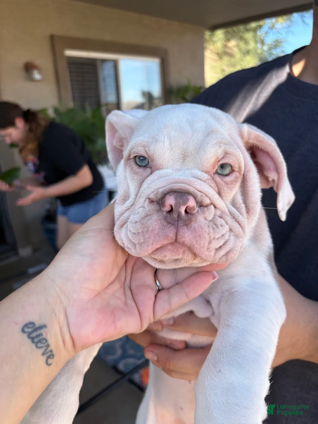 Olde English Bulldogge dogs for sale: Olde English Bulldogge Puppy 4 - Ad 3