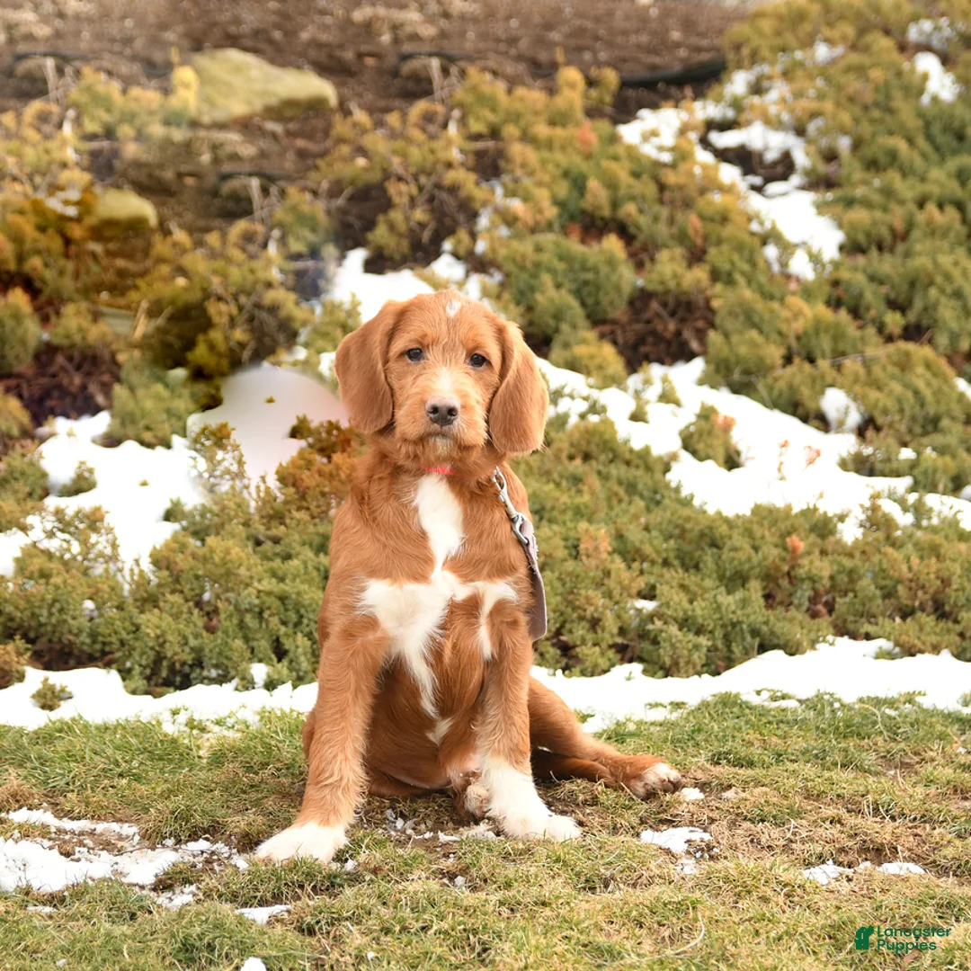 Labradoodle dogs for sale: Garland  - Ad 1