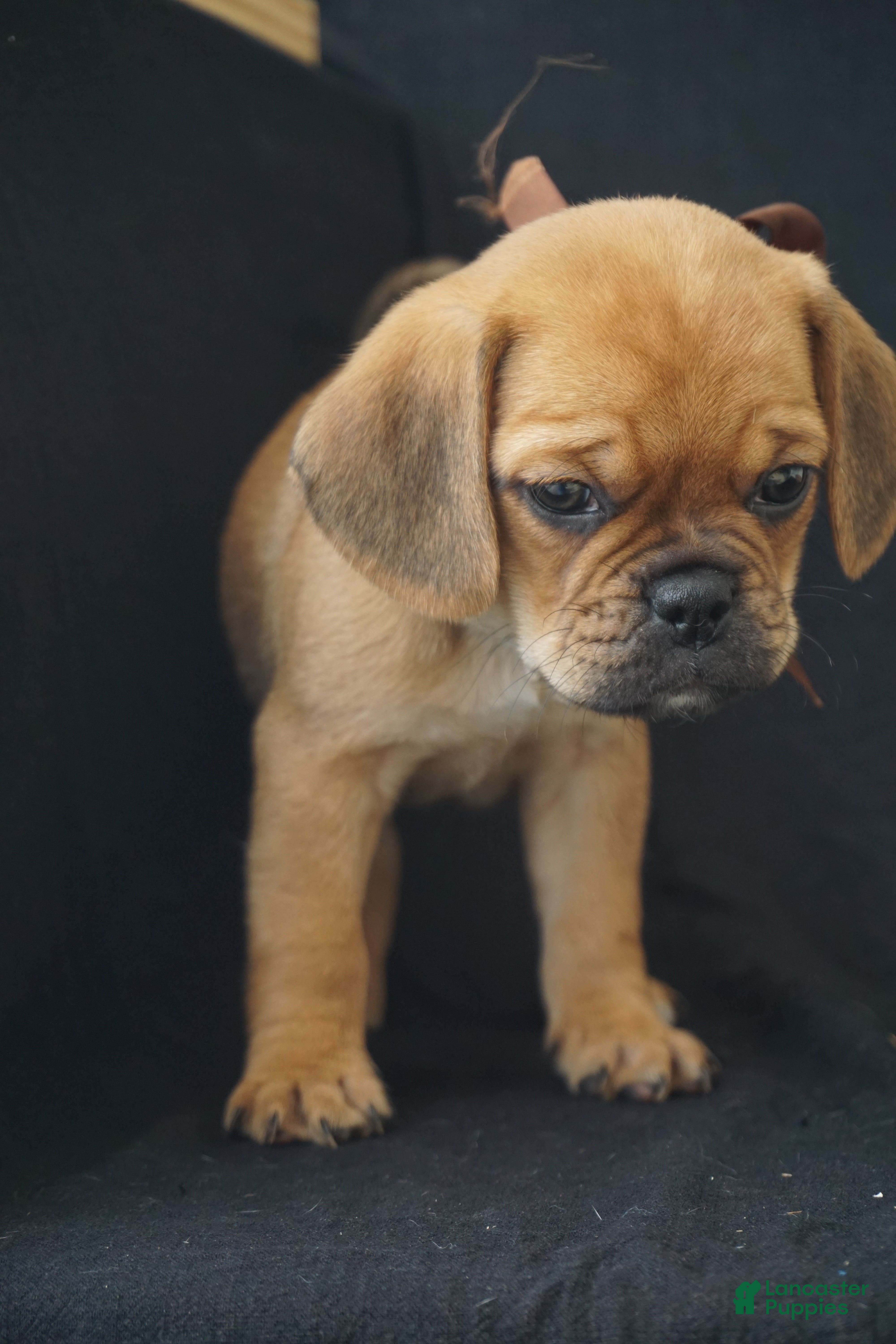 Puggle dogs Suki - Ad 2