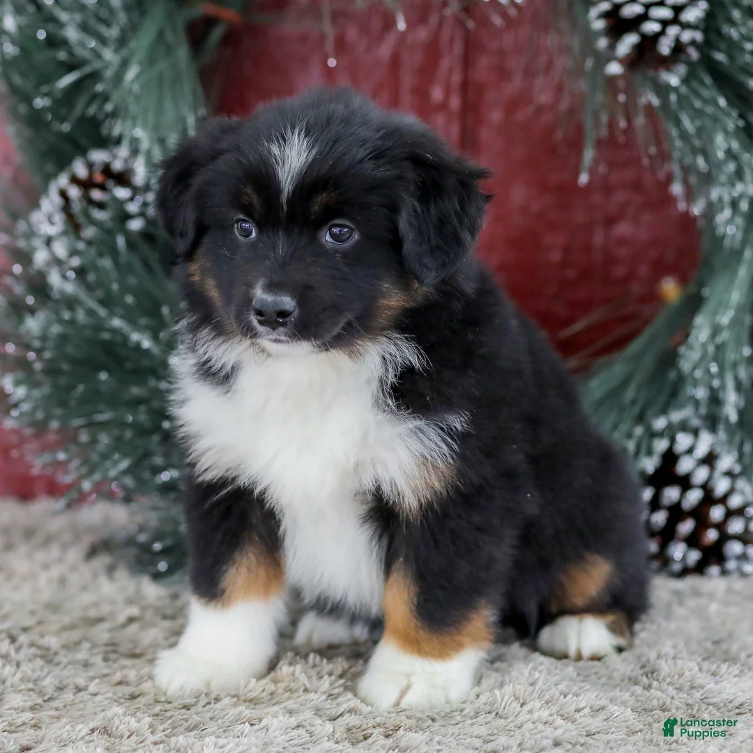 Miniature Australian Shepherd dogs for sale: Carly - Ad 2