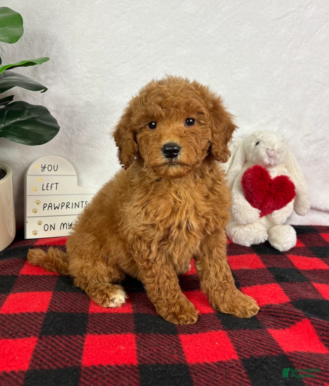 Mini Goldendoodle dogs for sale: Goldie - Ad 2