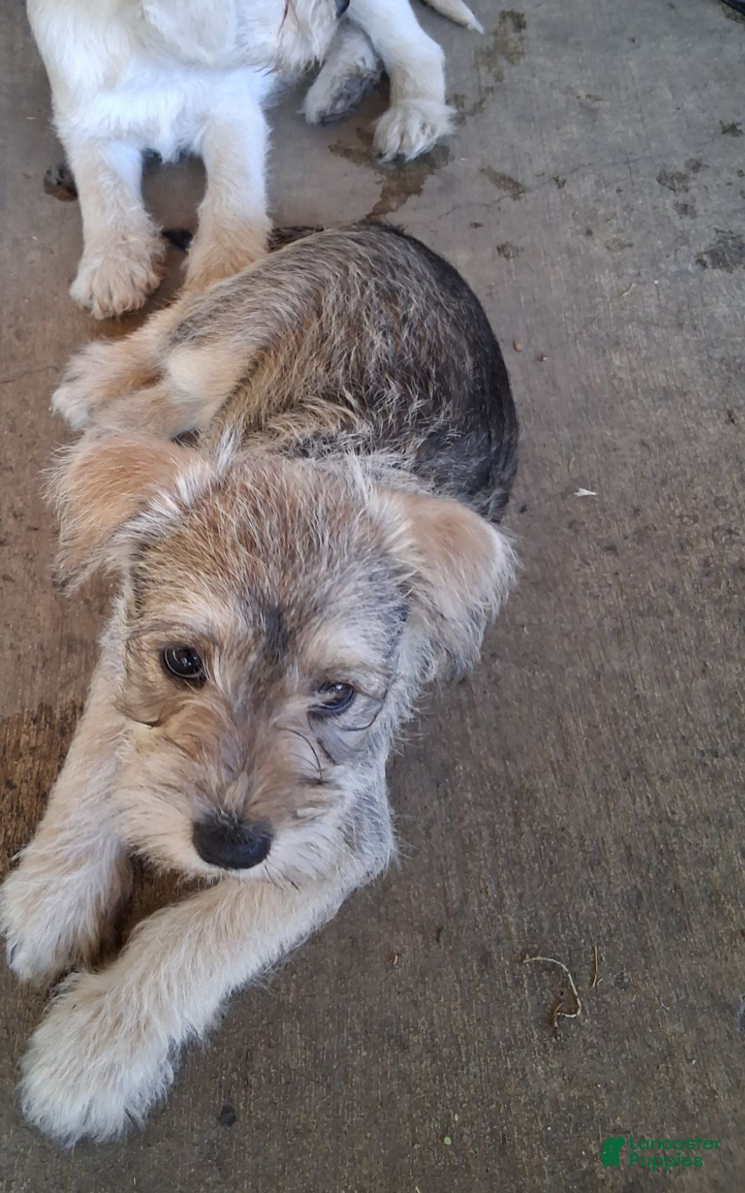Miniature Schnauzer dogs Miniature Schnauzer 3 - Ad 18
