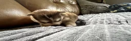 Mixed Breed dogs for sale: Red Girl - Ad 4
