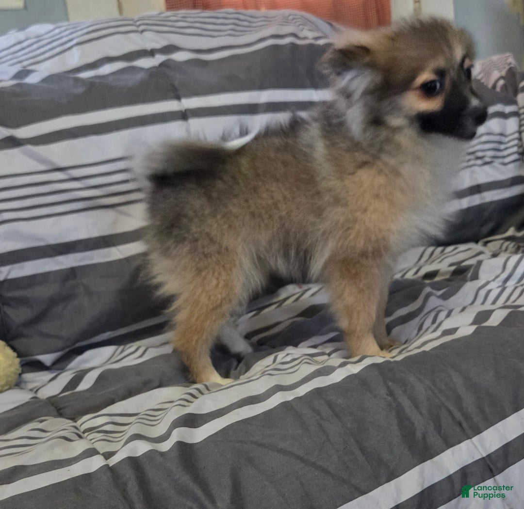 Pomeranian dogs for sale: Nancy - Ad 4