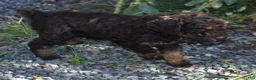 Standard Poodle dogs for sale: Standard Poodle 4 Brown Phantom - Ad 4