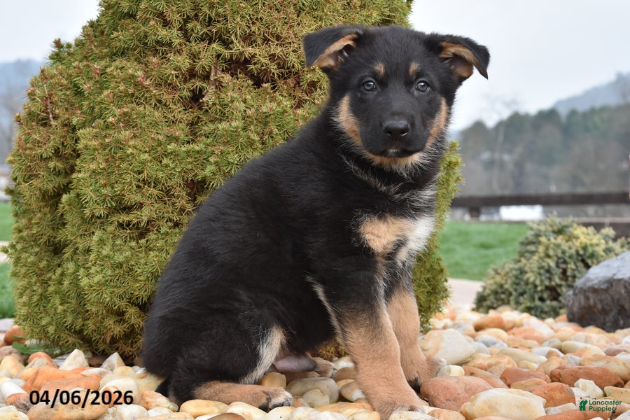 Mixed Breed dogs Max - Ad 2