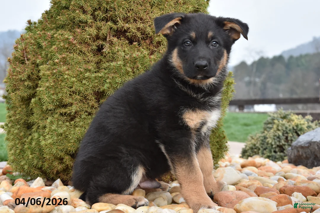 Mixed Breed dogs for sale: Max - Ad 2