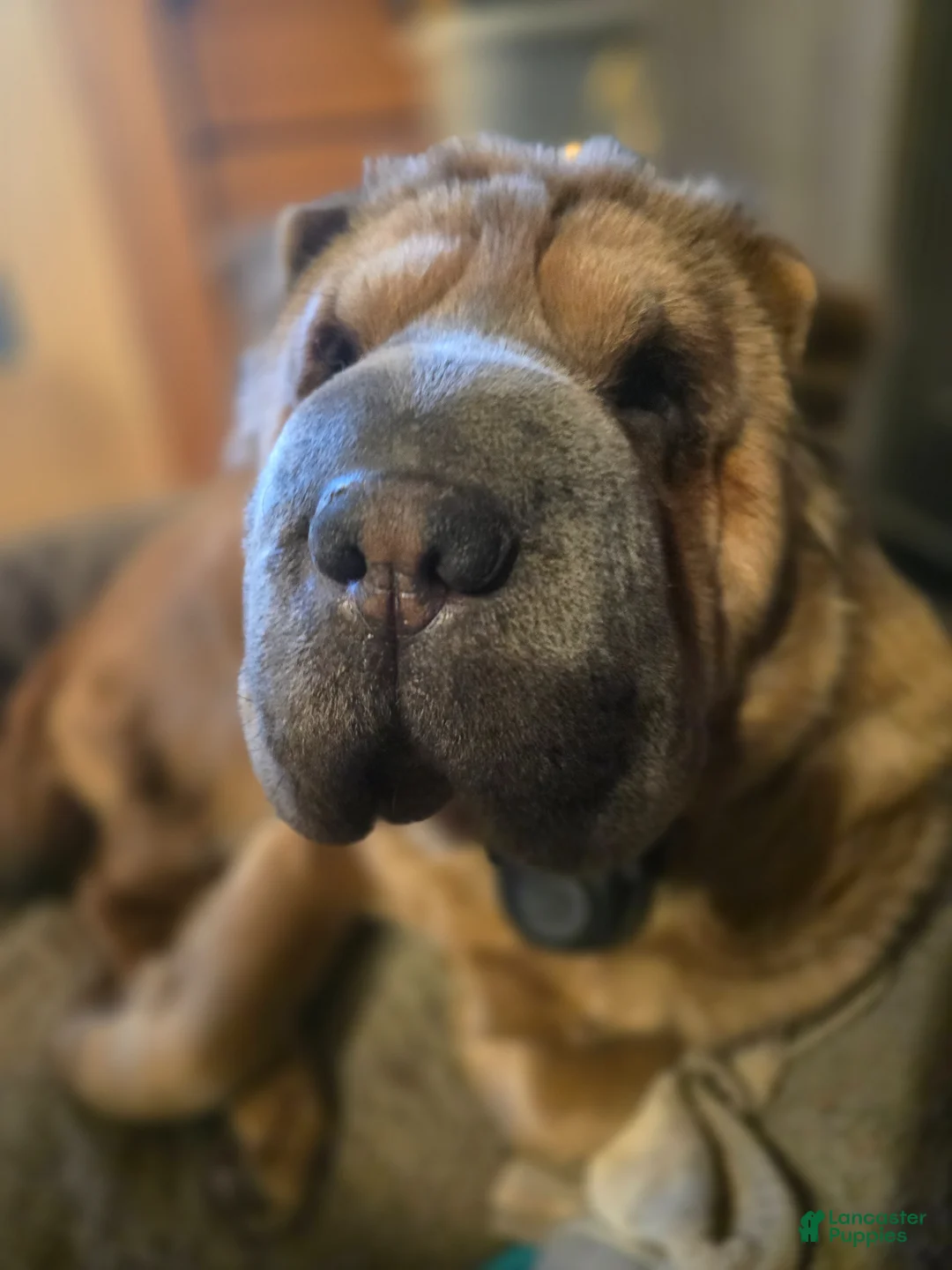 Shar Pei dogs for sale: Blossom - Ad 4