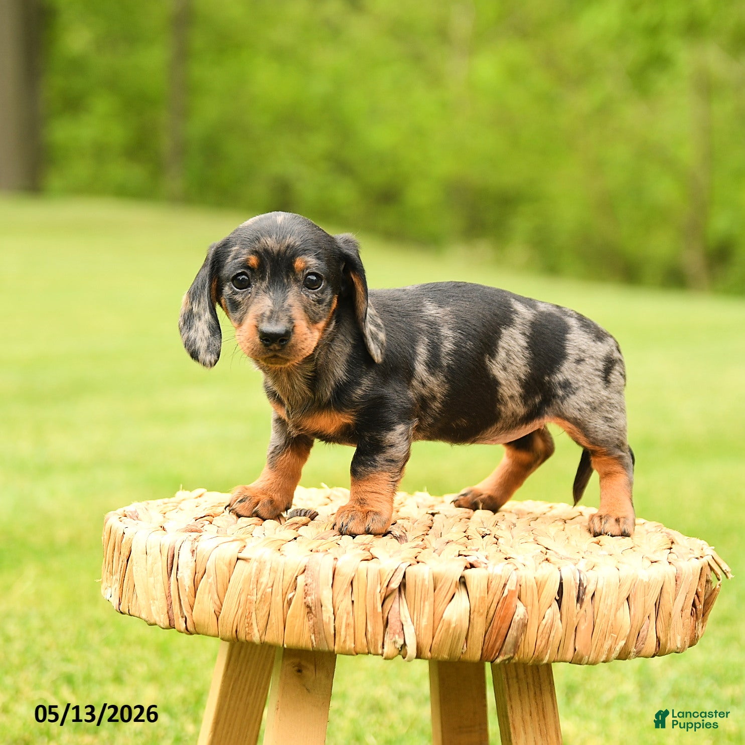Dachshund dogs Arabella - Ad 1
