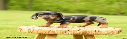 Dachshund dogs for sale: Arabella - Ad 1