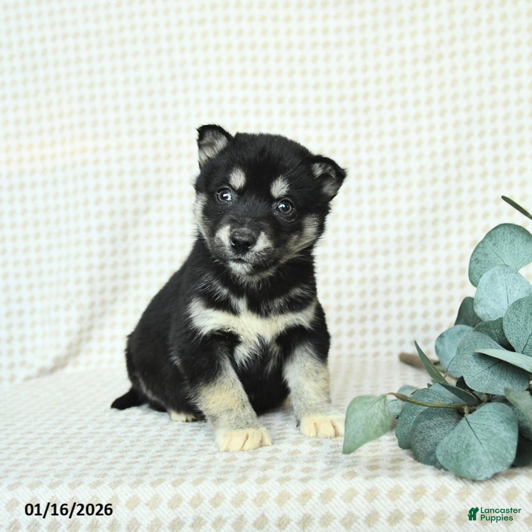 Alaskan Malamute dogs for sale: Barbie - Ad 2