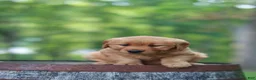 Golden Retriever dogs for sale: Beauty - Ad 13